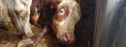 Foto: Compassion in World Farming