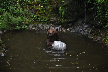 Medvědi Vok a Marie Terezie byli známí tím, že se jim v lednu roku 2000 narodila trojčata Vojta, Kuba a Matěj. Ta si zahrála ve večerníčku Méďové, jehož autorem je plzeňský filmař Václav Chaloupek
