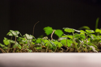 K odhalení tajemství přírody je zapotřebí trpělivost a čas