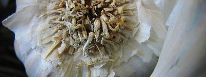 Aromatická cibulovina by jako přídavek v krmivech mohla mít blahodárných účinek na zažívání zvířat. Foto: LensAlive / Flickr.com