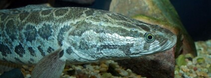 Hadohlavec skvrnitý Foto: Brian Gratwicke Flickr