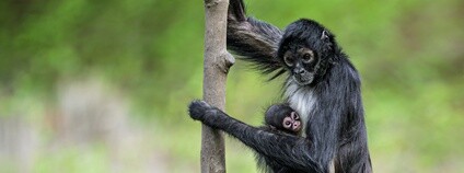 Mládě chápana středoamerického mexického Foto: Petr Hamerník Zoo Praha