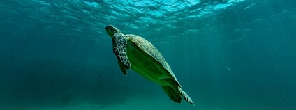 Kareta obrovská Foto: Jack Flickr