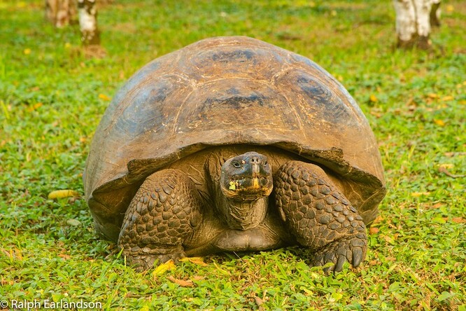 Želva sloní. Ilustrační foto