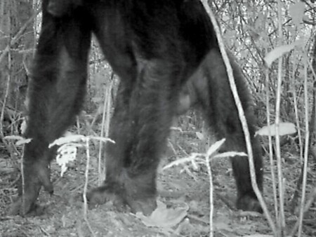 „Na snímku fotopasti byl obrovský samec. Na záběrech mu sice chybí hlava, ale aspoň teď víme, že je příště potřeba umístit kameru o něco výš,“ popisuje Mikeš