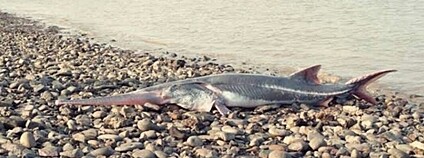 Veslonos čínský Foto: จุฑาปกรณ์ ประกอบมี Wikimeda Commons