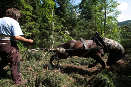 Kůň při práci v lese
