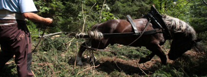 Foto: Václav Hřebek / NP Šumava
