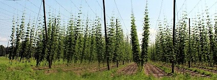 chmelnice Foto: globalquiz.org Panoramatio