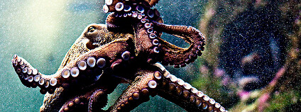 Foto: Noel Feans / Flickr