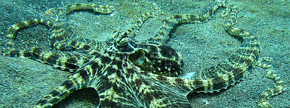 Chobotnice maskovaná (Thaumoctopus mimicus). Foto: Steve Childs/Wikimedia Commons
