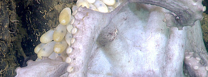 Chobotnice (Graneledone boreopacifica) super-matka. Foto: Robison et al.