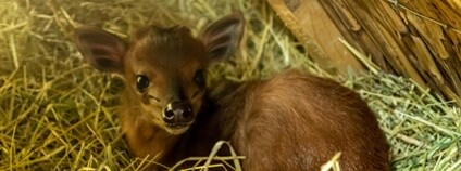 Mládě chocholatky červené Foto: Safaripark.cz