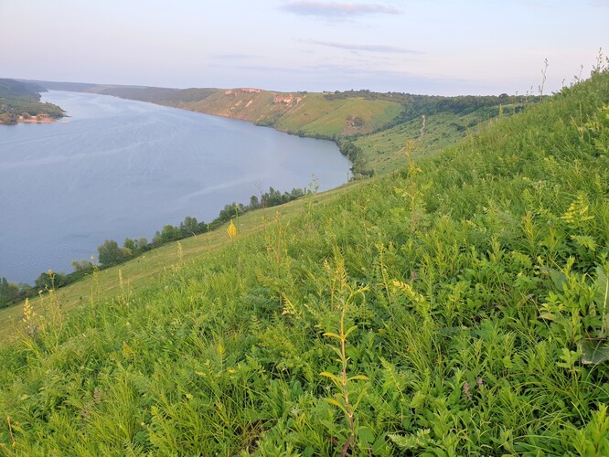 Porosty omanu mečolistého někdy patří rovněž mezi ty druhově rekordní (vegetační asociace Polygalo majoris-Brachypodietum pinnati či Inuletum ensifoliae dle jiného pojetí). Nejpestřejší z těchto porostů jsme nalezli v Chotynském národním přírodním parku nedaleko Moldavska. Vegetace mi druhovým složením připomínala Chrástku, hlavní lokalitu, o kterou se stará naše ČSOP Slovácká krajina. Z druhově nejbohatších syntaxonů patří tento mezi ty méně produktivní, a tedy i pomaleji degradující sukcesí. Viděli jsme jen malé stádo krav. Pastva je příliš extenzivní.