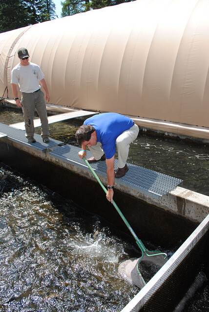 Z celkem sedmnácti prověřených vzorků pstruha duhového byly nepovolené látky nalezeny ve třech z nich. Na ilustračním snímku chov pstruhů duhových.