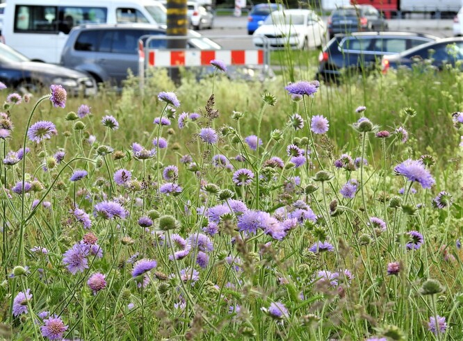 Kvetoucí chrastavce rolní na extenzivně sečeném trávníky u křižovatka na Dlouhé louce lákají velké množství hmyzu.