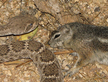 Chřestýš loví tak, že se ke své kořisti připlíží a pak prudce vyrazí a uštkne ji. Pak jen počká, než jed zapůsobí a pak už jen kořist v klidu pozře. Syslové veveří se brání tím, že se stávají odolnými vůči hadímu jedu. Z nějakého důvodu jsou však víc odolní proti jedu hadů z jiných regionů.