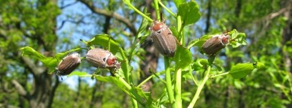 Foto: Jan Liška / VÚLHM