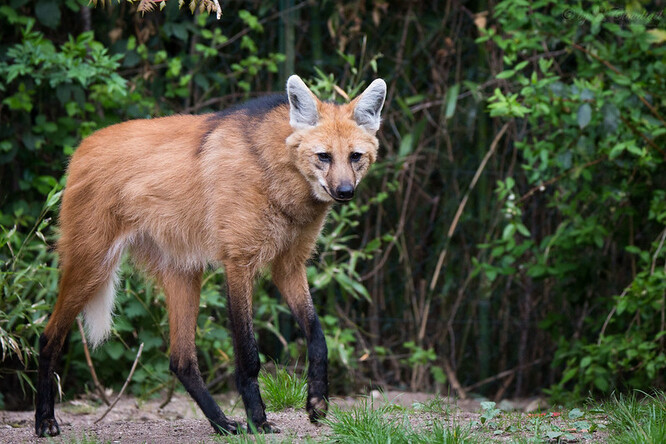 Brazilský pes hřivnatý bývá v zoologických zahradách často označován pouze alternativním názvem „vlk hřivnatý“, což vedlo např. k tomu, že před lety se objevil v médiích poplašný článek o návratu „vlků“ na jižní Moravu – to když jej začala chovat Zoo Hodonín.