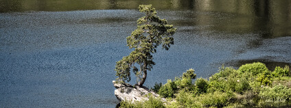 Foto: Marek Olbrzymek / Strom roku