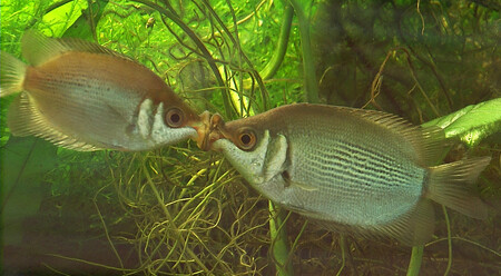 Pohyb tlamky vytváří dojem líbání, a tak není divu, že se jí v češtině říká čichavec líbající. V angličtině pak zní její jméno Kissing Gourami