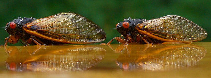 foto: BellaLago / Flickr.com