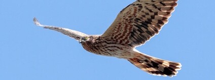 Moták lužní Foto: Radovan Václav Flickr