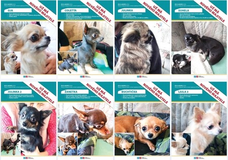 Podle zaměstnankyně úřadu je o psy velký zájem a pracovníci neustále odpovídají na telefonáty a e-maily.