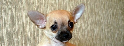 Čivava Foto: SatAddict Flickr.com