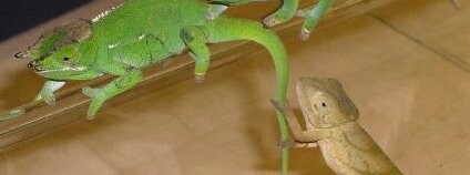 Pašovaní chameleoni a gekoni Foto: ČIŽP