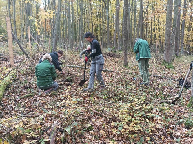 Zvonovec liliolistý se vrací do národní přírodní rezervace Karlštejn.