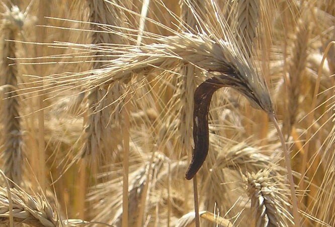 Námel je tmavý tvrdý útvar vytvářený paličkovicí nachovou, je parazitickou jedovatou houbou, která tvoří podhoubí v semeníku lipnicovitých rostlin. Obsahuje farmaceuticky využitelné alkaloidy vhodné pro výrobu léků, používané například v gynekologii a porodnictví.