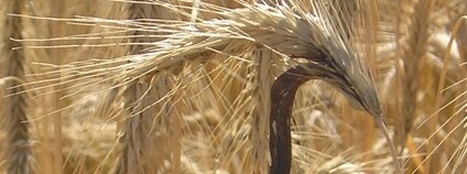 Námel na žitě Foto: Dominique Jacquin Wikimeda Commons