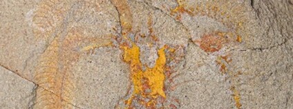 Dospělý jedinec marrellidního členovce z fezouatských břidlic v Maroku Foto: AV ČR