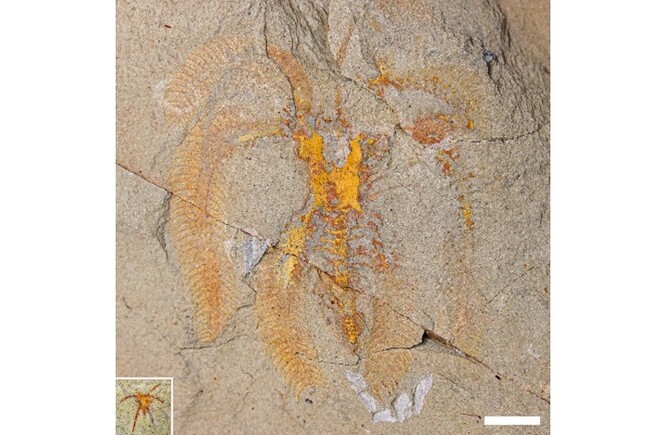 Dospělý jedinec marrellidního členovce z fezouatských břidlic v Maroku a jeho drobná larva (vlevo dole) ve stejném měřítku. Délka měřítka je 1 cm.