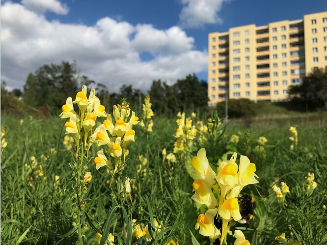 Atraktivní lnice květel s čmelákem na experimentální ploše (23. 9. 2022).