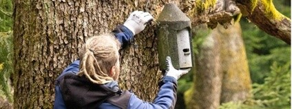 Dobrovolníci připravili bezpečné zázemí pro netopýry v Novém pralese. Foto: Čmelák