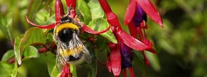 Paul Schmid-Hempel / ETH Zurich