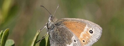 Okáč stříbrooký Foto: Janet Graham Flickr