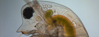 Dafnie. Foto: Christian LaForch, LMU Mnichov Science/AAAS