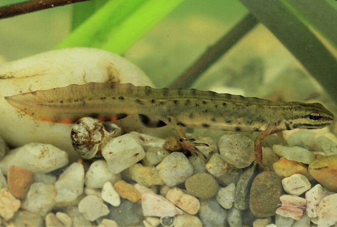 Čolek obecný, jeden ze tří druhů čolků žijících v Pískovně u Žemličky.
