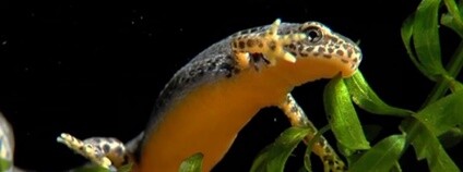 Čolek horský Foto: Ústav biologie obratlovců Akademie věd ČR