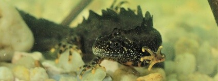 Čolek velký Foto: Vojtěch Kolář Calla