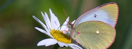 Žluťásek borůvkový Foto: Urmas Ojango Flickr