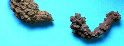 Koprolit Foto: Knobby983 Wikimedia Commons