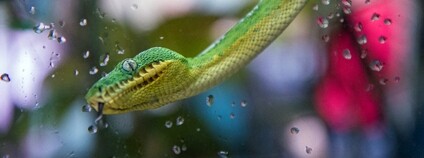 Psohlavec Batesův Foto: Jan Stefka Flickr