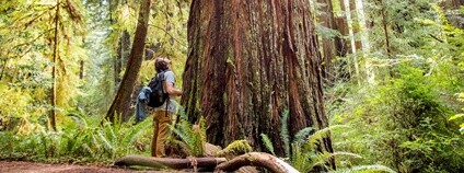 Stromy Foto: Cal Poly Humboldt Botanický ústav AV ČR