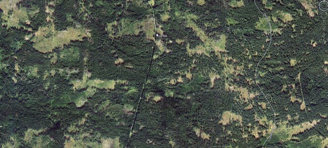 Půlka lesa stojí, půlka leží. Většina dřeva vyvezena za hranice.