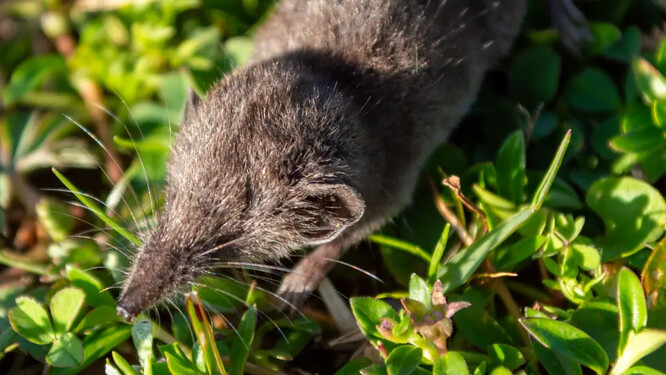 Crocidura stanleyi, jeden z nejmenších savců světa. Podle studie váží tato bělozubka pouhé 2–3 gramy, asi jako kostka cukru. Má mírně zploštělou hlavu a krátký, hustě osrstěný ocas. Délka těla je přibližně pět centimetrů, ocas měří asi tři centimetry. Pro srovnání: nejmenším savcem České republiky je rejsek malý (Sorex minutus), který váží zhruba 5 gramů.
