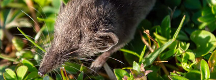 Crocidura stanleyi, jeden z nejmenších savců světa. Foto: Evan W. Craig Ústav biologie obratlovců Akademie